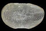 Pecopteris Fern Fossil (Pos/Neg) - Mazon Creek #92292-2